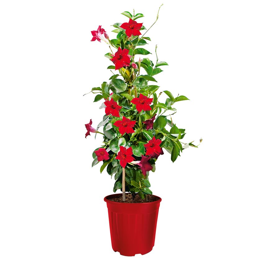 Dipladenie Pyramide 17 cm Topf