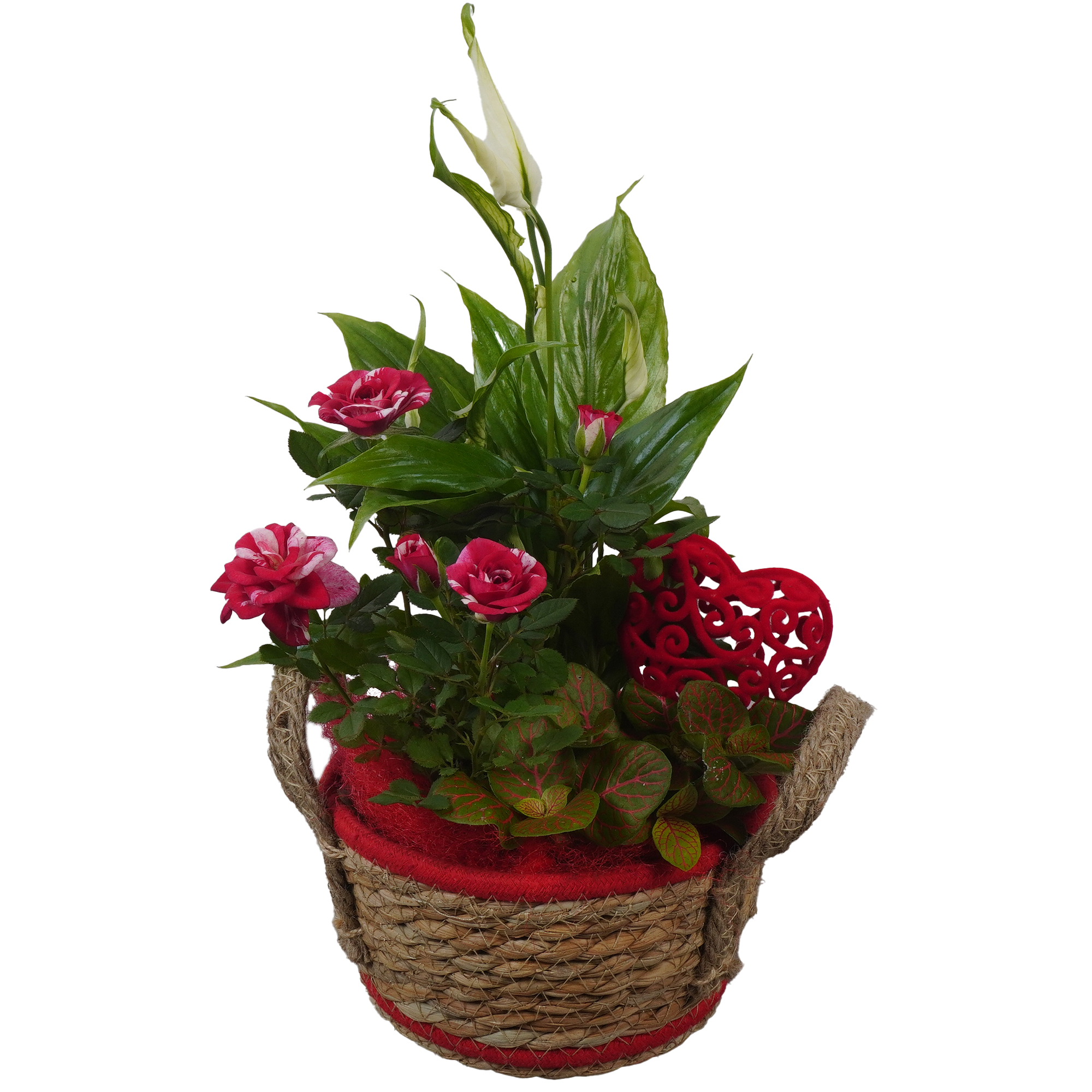 Seegraskorb bepflanzt 15 cm