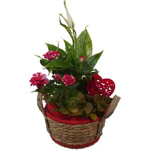 Seegraskorb bepflanzt 15 cm