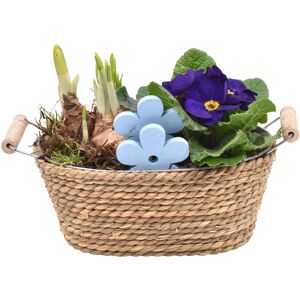 Jardiniere Seegras bepflanzt 21 cm Topf