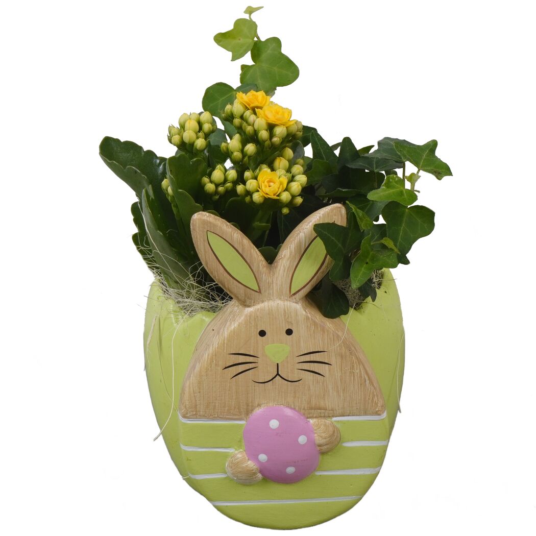 Keramikhase bepflanzt Indoor 12 cm Topf