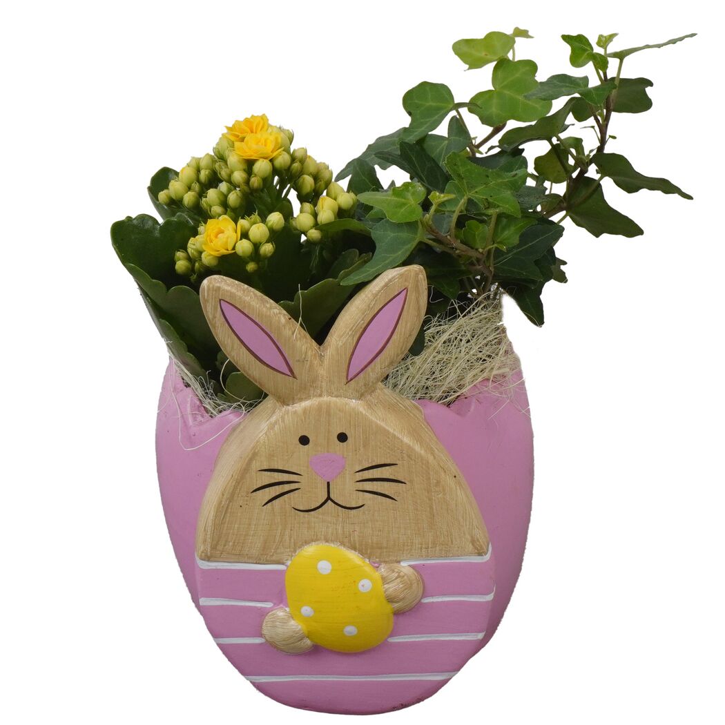 Keramikhase bepflanzt Indoor 12 cm Topf