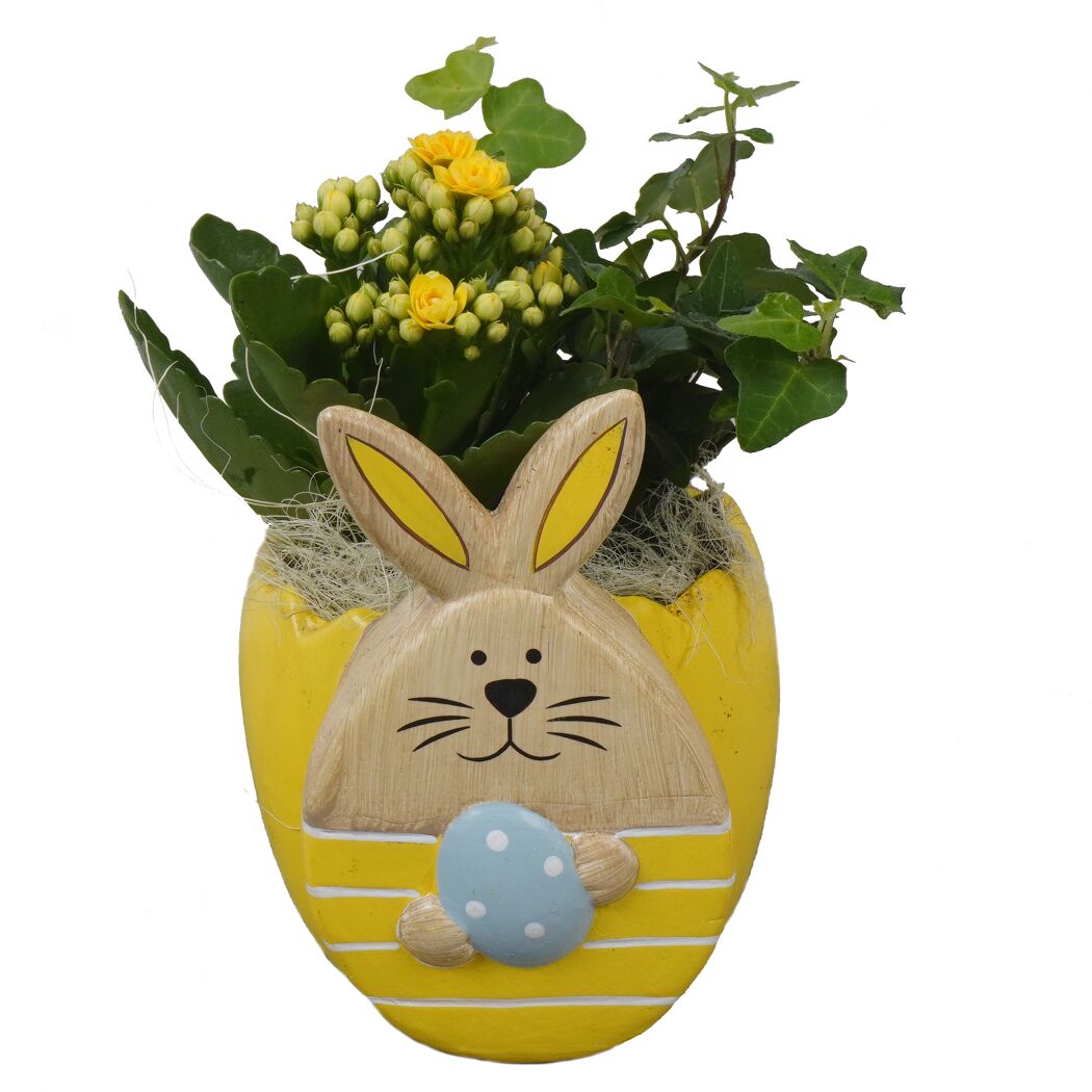 Keramikhase bepflanzt Indoor 12 cm Topf
