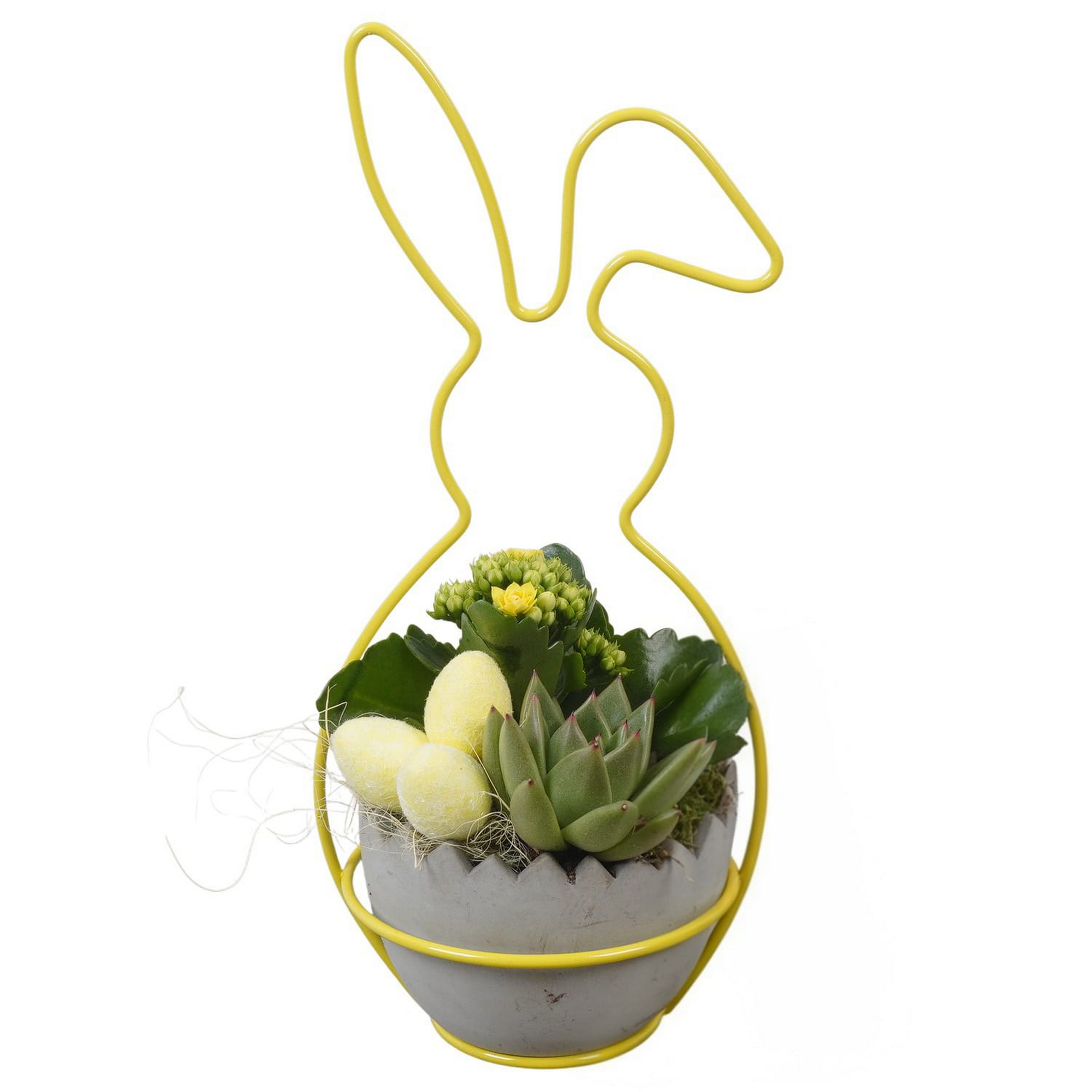 Hase bepflanzt Indoor 15 cm Topf