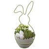 Hase bepflanzt Indoor 15 cm Topf