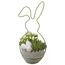 Hase bepflanzt Indoor 15 cm Topf
