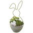 Hase bepflanzt Indoor 15 cm Topf