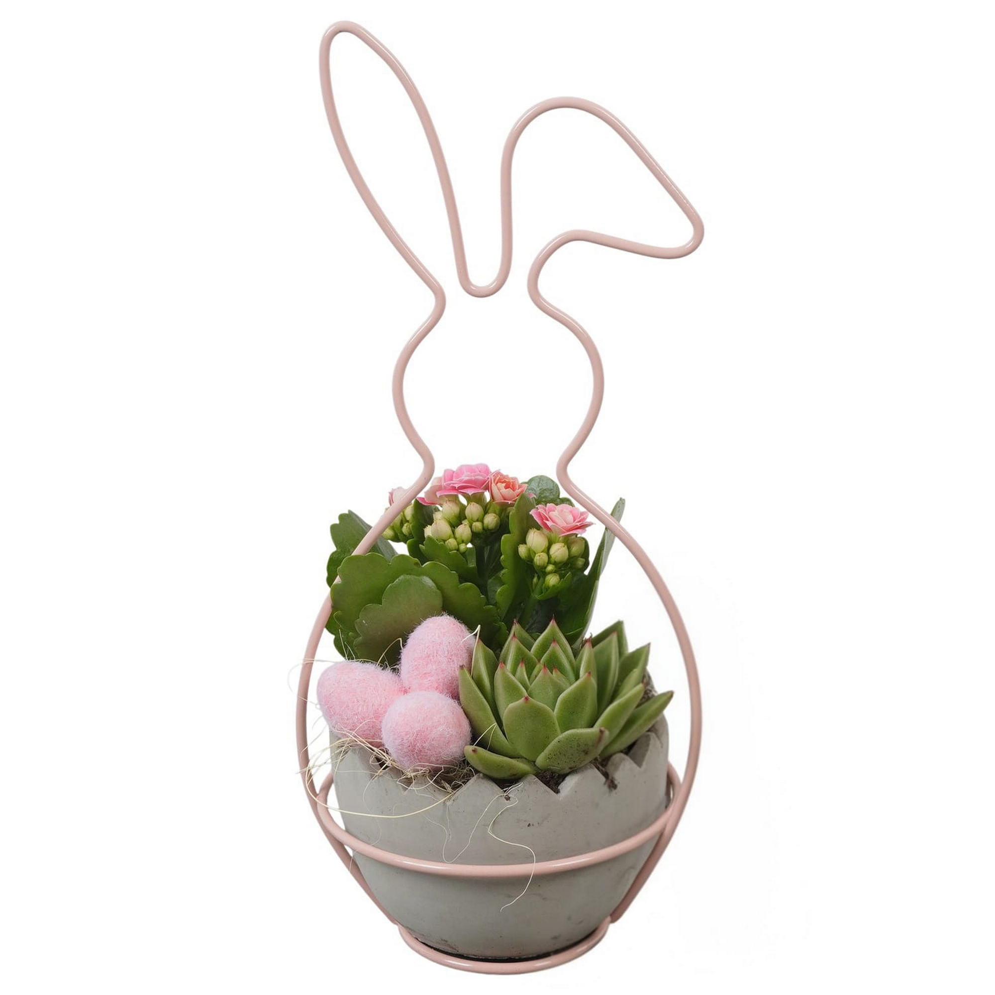 Hase bepflanzt Indoor 15 cm Topf