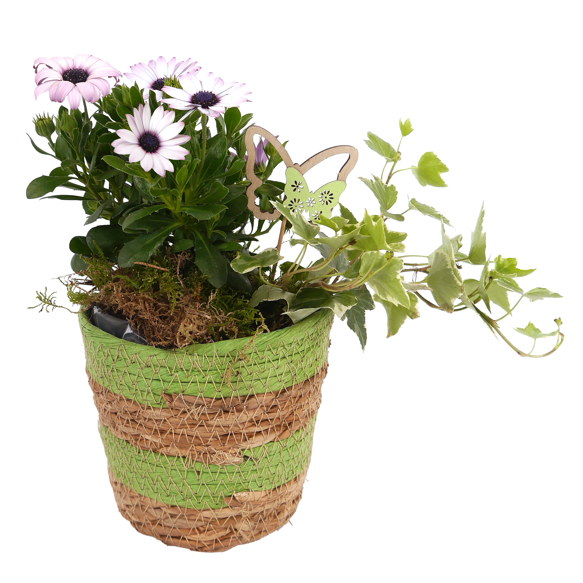 Korb bepflanzt 13 cm
