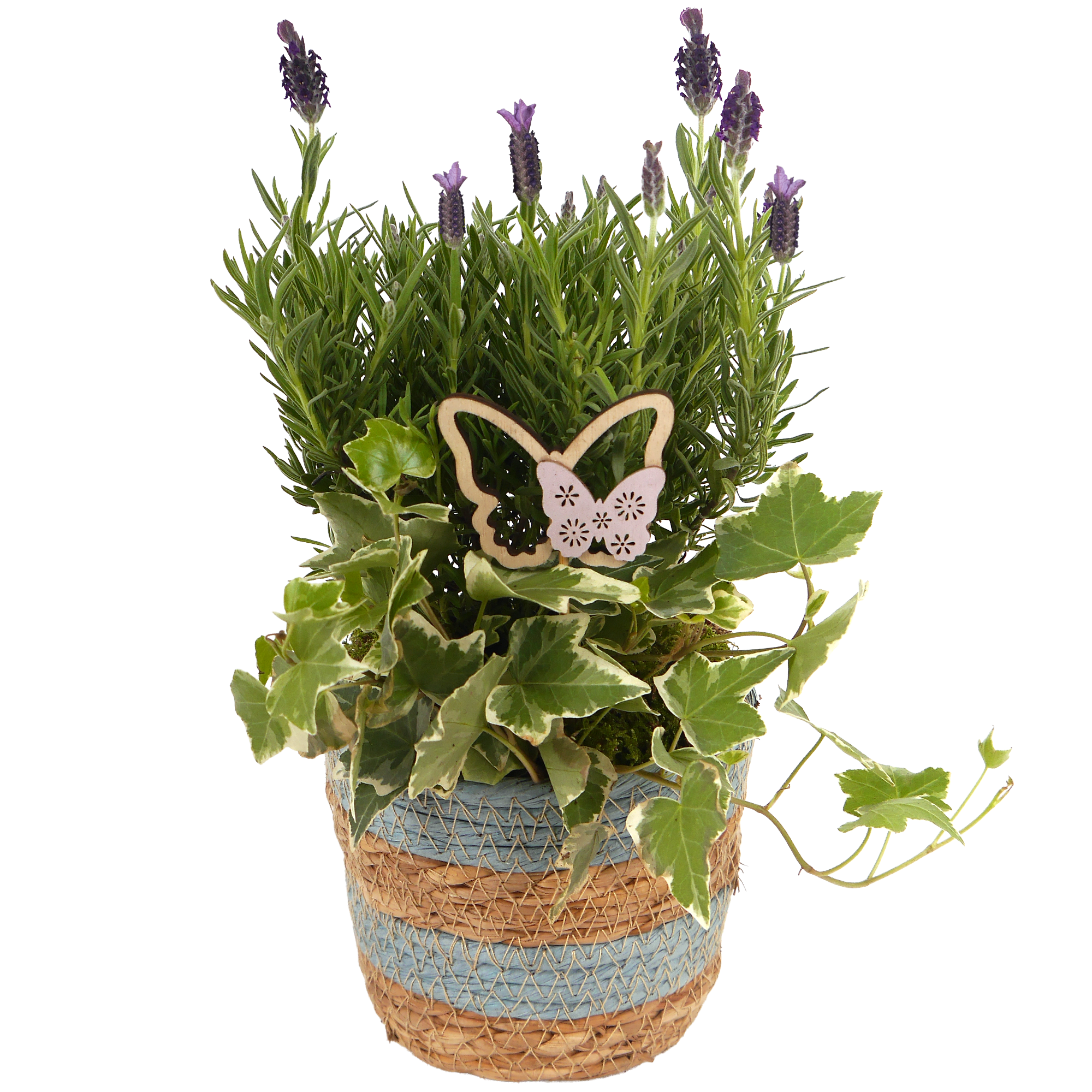 Korb Tasche bepflanzt 20 cm