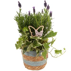 Korb Tasche bepflanzt 20 cm