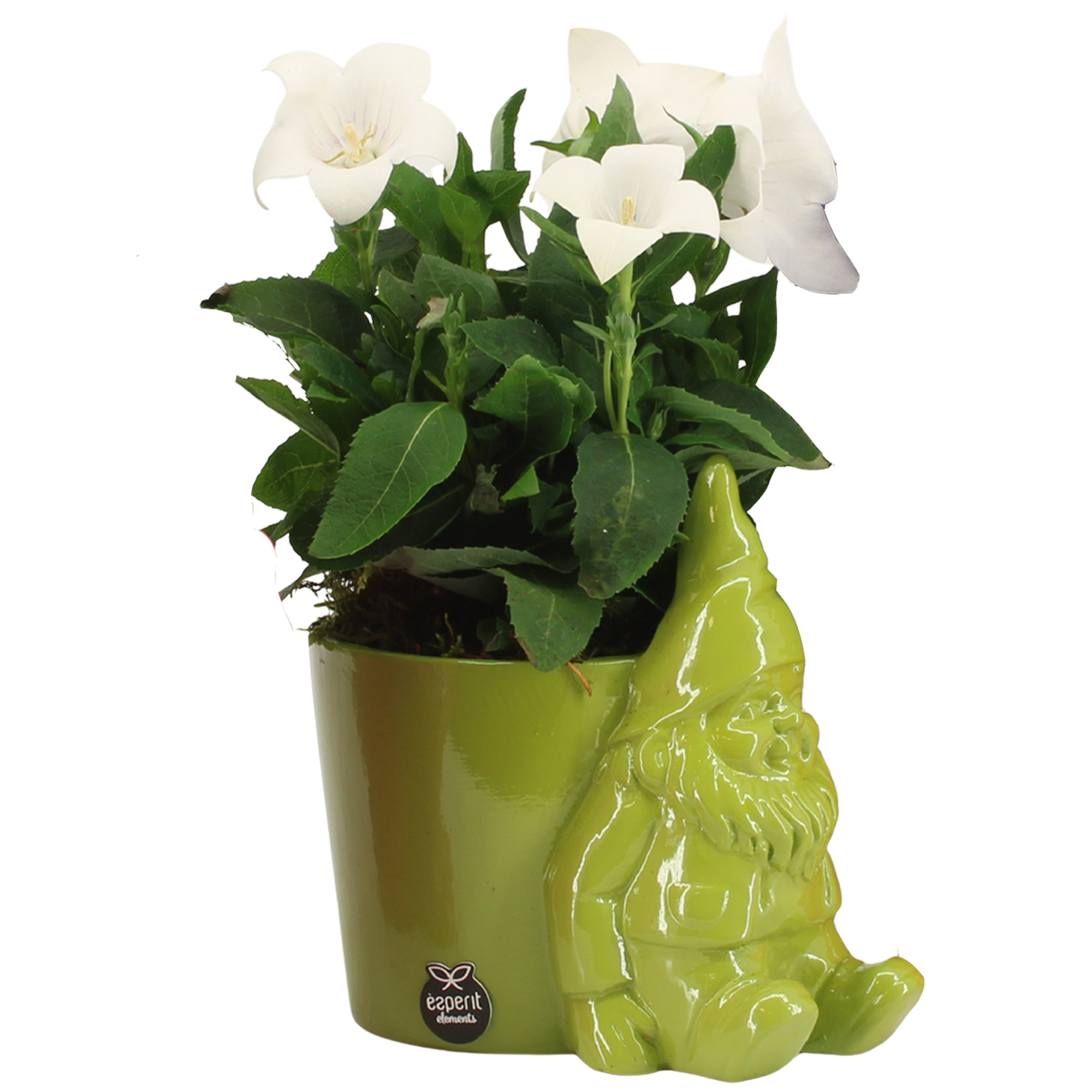 Ballonblume verschiedene Ausführungen im Zwergtopf 13 cm