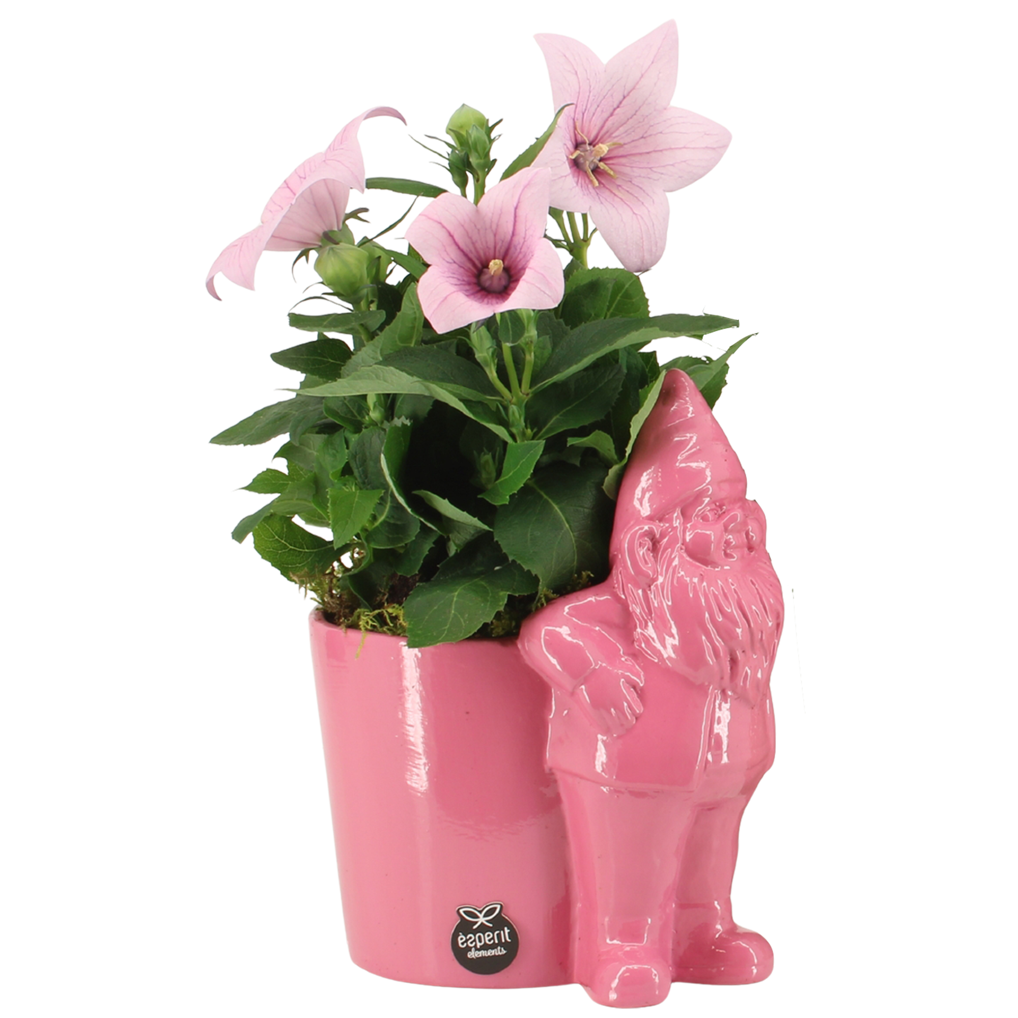 Ballonblume verschiedene Ausführungen im Zwergtopf 13 cm