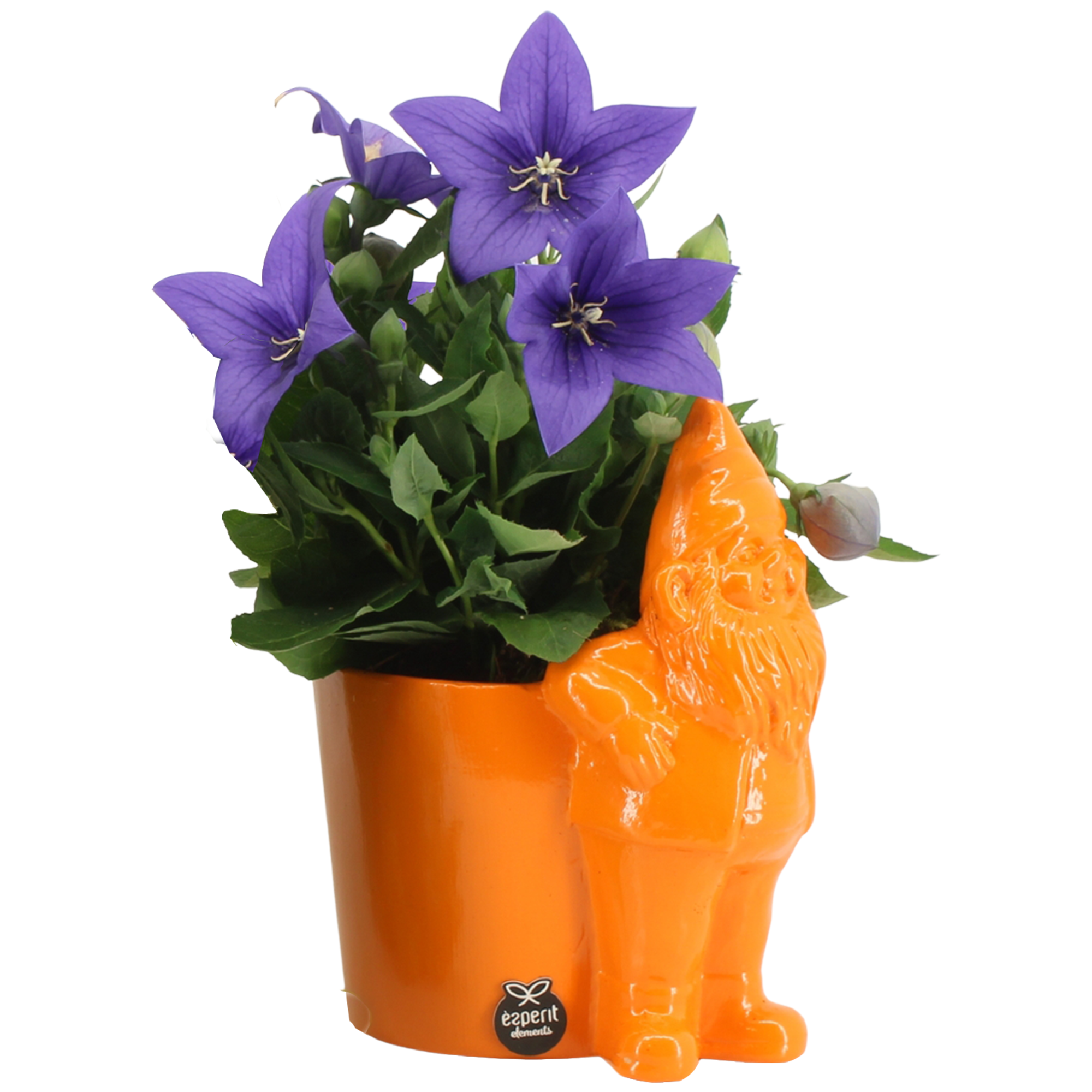 Ballonblume verschiedene Ausführungen im Zwergtopf 13 cm