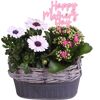 Zink-Jardiniere bepflanzt 21 cm