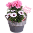 Zink-Topf bepflanzt 21 cm