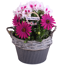 Zink-Topf bepflanzt 21 cm