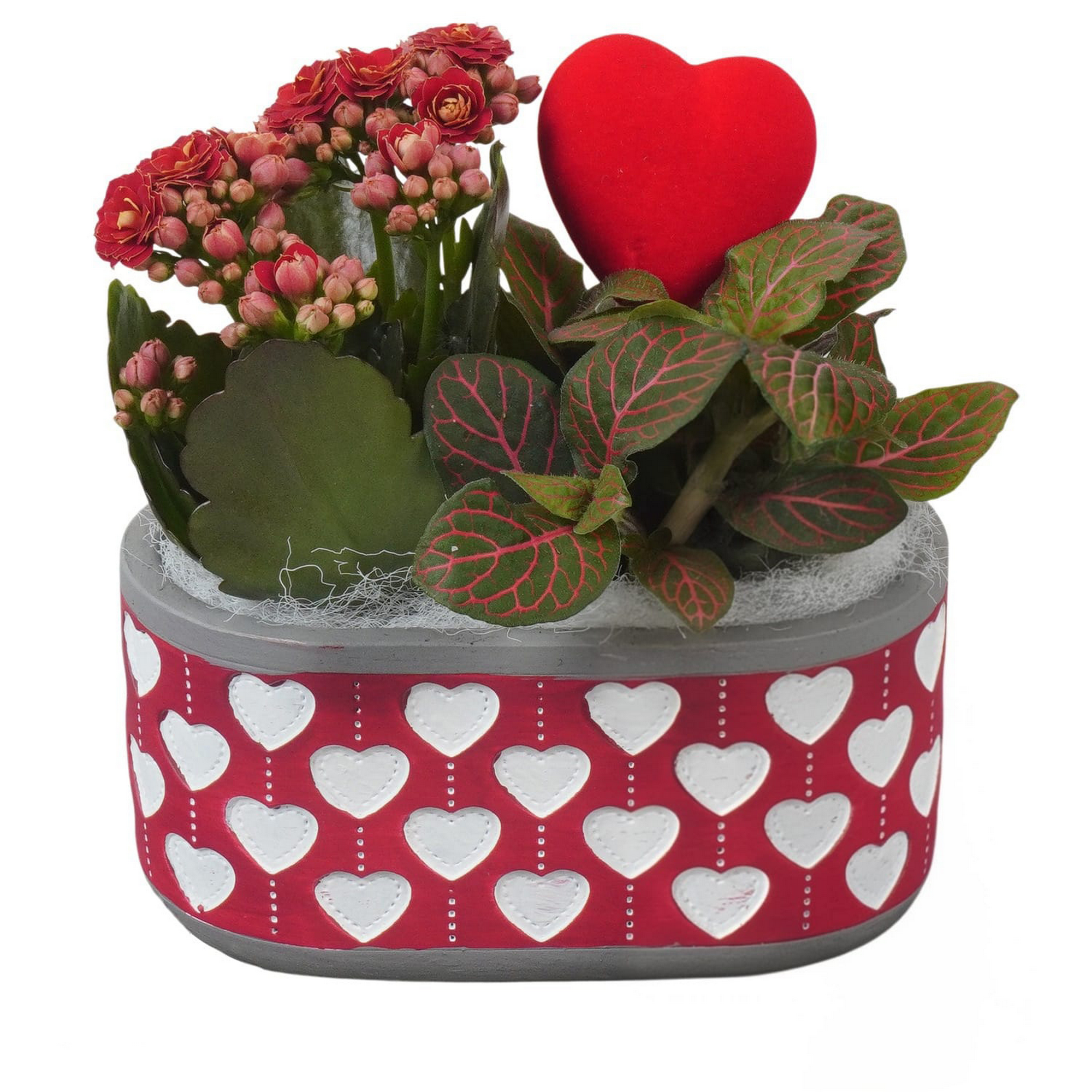 Herzchen-Jardiniere bepflanzt 14 cm