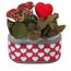 Herzchen-Jardiniere bepflanzt 14 cm