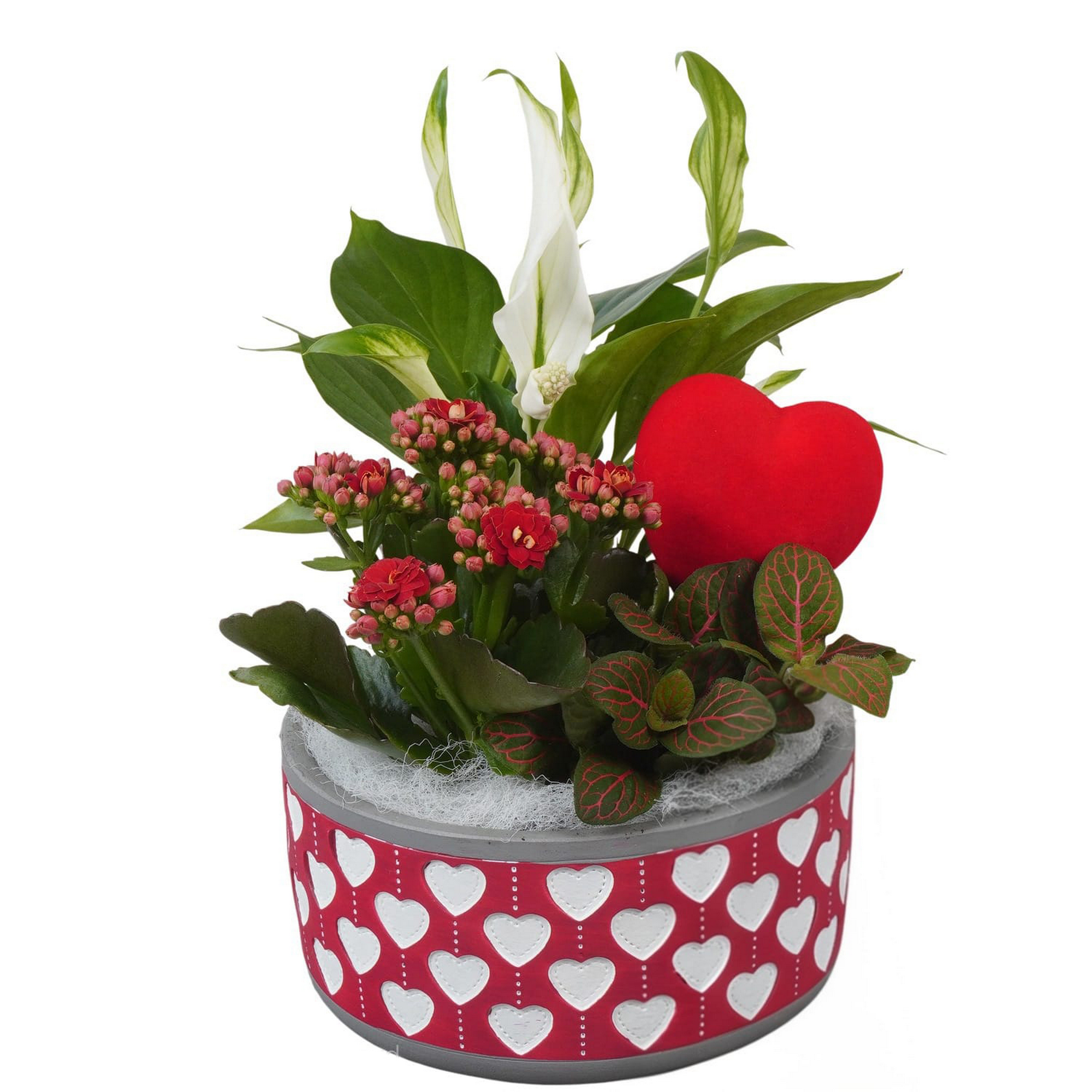 Herzchentopf bepflanzt 16 cm