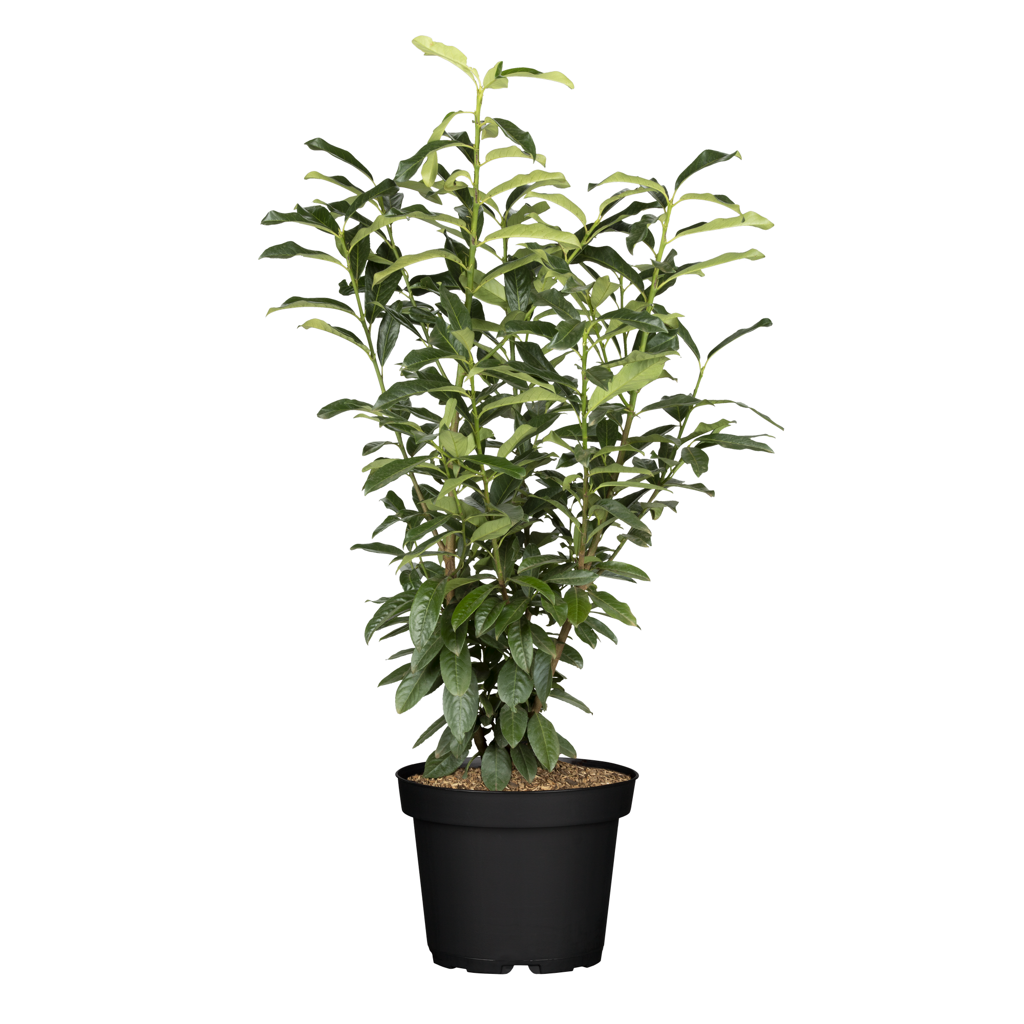 Kirschlorbeer 'Genolia' 125-150 cm, 27 cm Topf