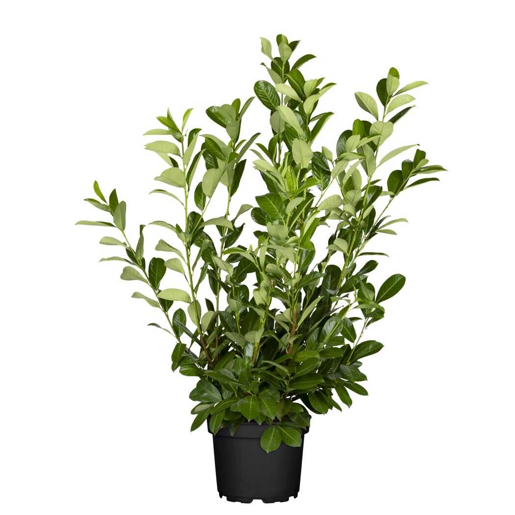 Kirschlorbeer 'Rotundifolia' 125-150 cm, 27 cm Topf