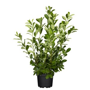 Kirschlorbeer 'Rotundifolia' 125-150 cm, 27 cm Topf