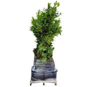 Kirschlorbeer 'Genolia' 125-150 cm 15 Stück, 27 cm Topf