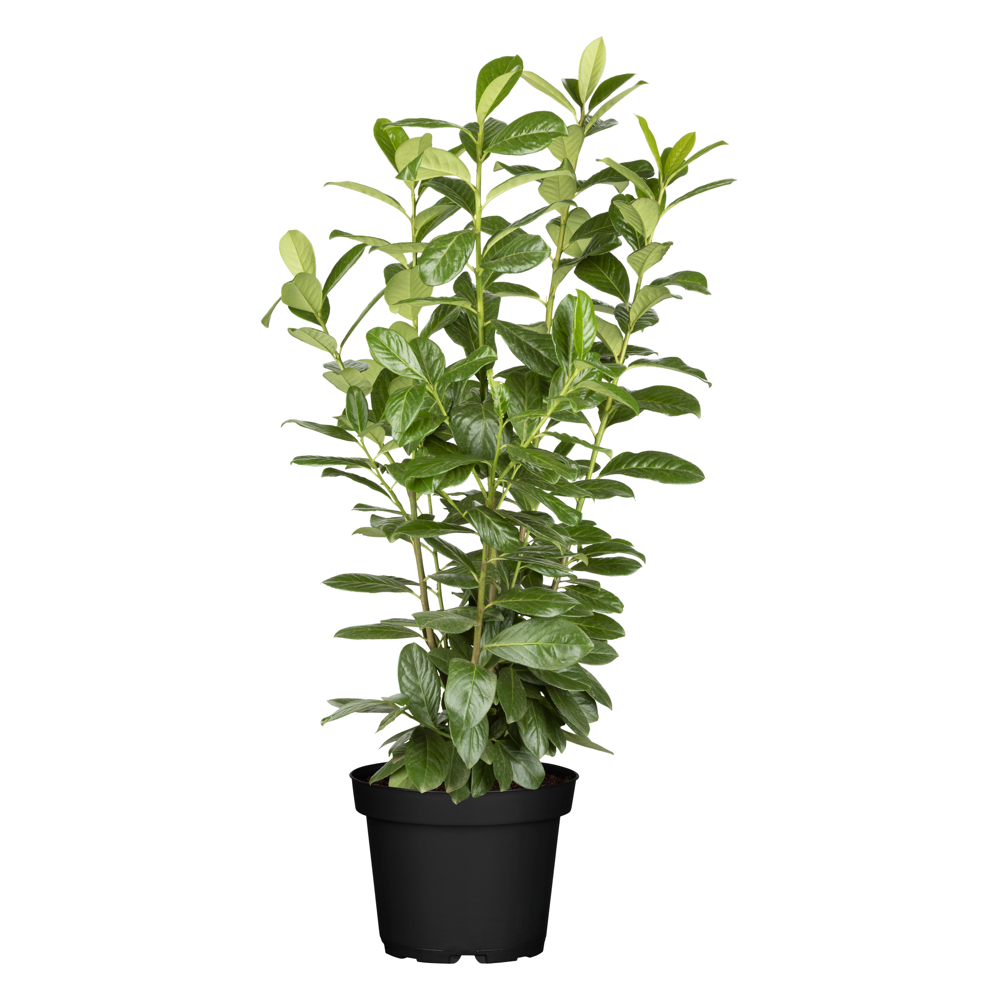 Kirschlorbeer 'Novita' 125-150 cm, 27 cm Topf