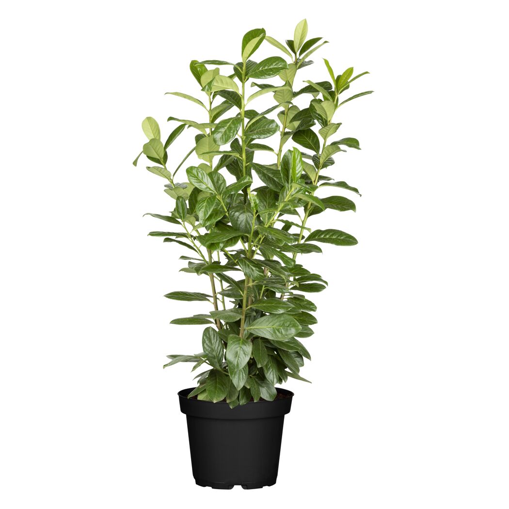 Kirschlorbeer 'Novita' 125-150 cm, 27 cm Topf