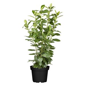 Kirschlorbeer 'Novita' 125-150 cm, 27 cm Topf