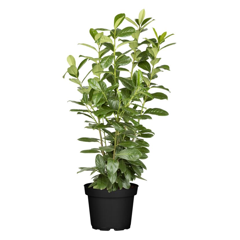 Kirschlorbeer 'Novita' 125-150 cm, 27 cm Topf