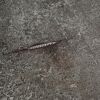 Vliestapete 'CosmoLiving by Cosmopolitan' Beton schwarz 10,05 x 0,53 m