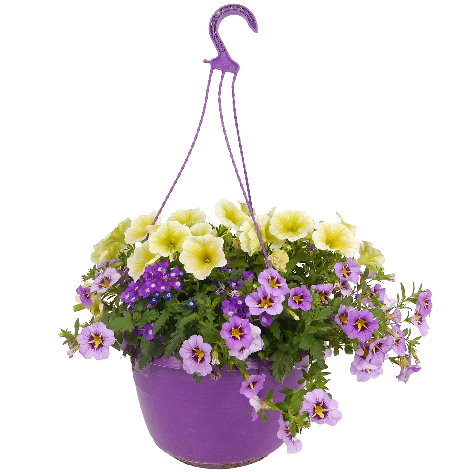 Ampel-Mix 'Confetti Garden™' 27 cm Topf