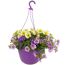 Ampel-Mix 'Confetti Garden™' 27 cm Topf