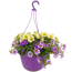 Ampel-Mix 'Confetti Garden™' 27 cm Topf