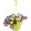 Ampel-Mix 'Confetti Garden™' 27 cm Topf