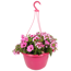 Ampel-Mix 'Confetti Garden™' 27 cm Topf