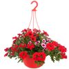 Ampel-Mix 'Confetti Garden™' 27 cm Topf