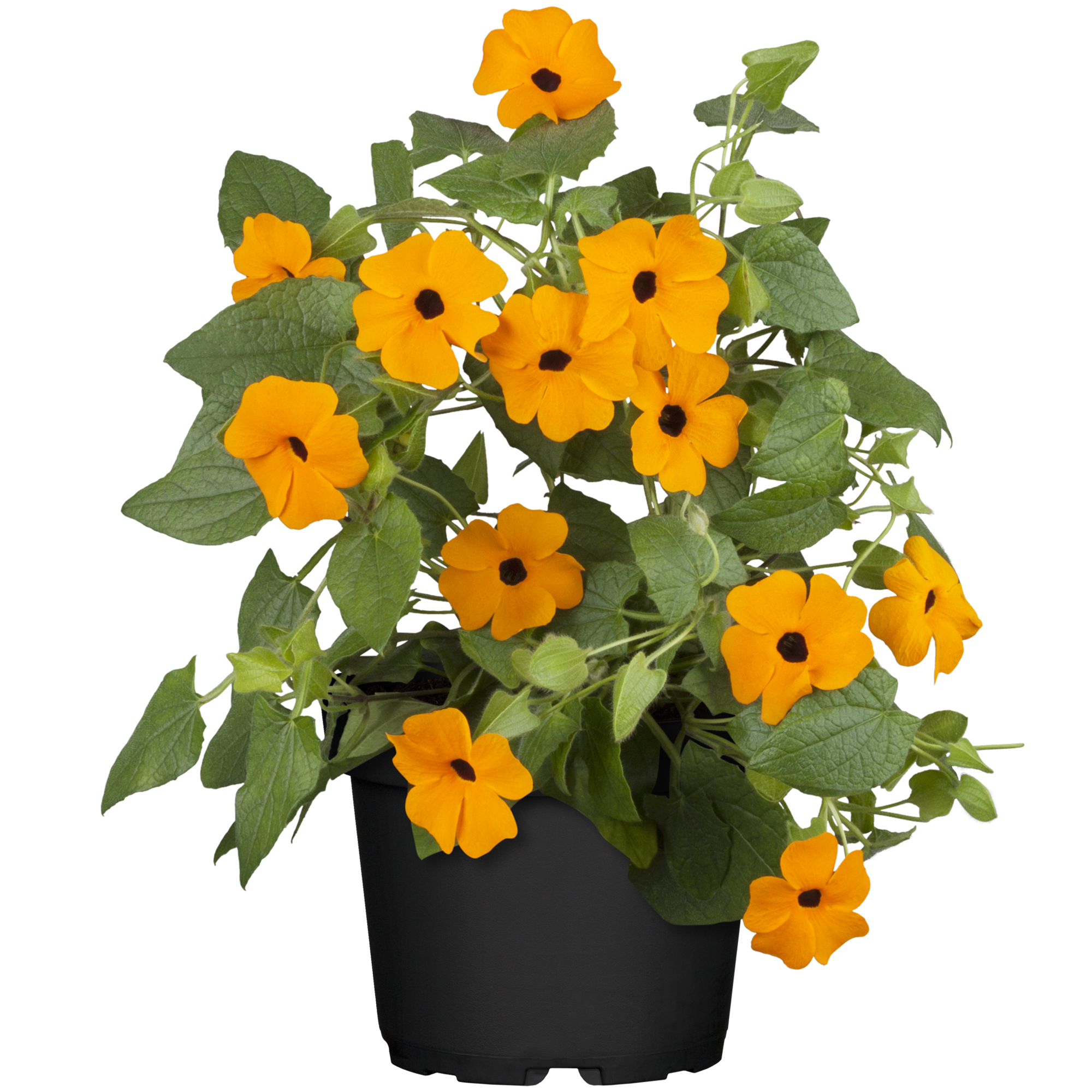 Schwarzäugige Susanne Farbmix 12 cm Topf