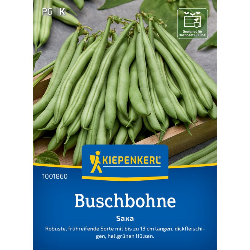 Buschbohne 'Saxa'