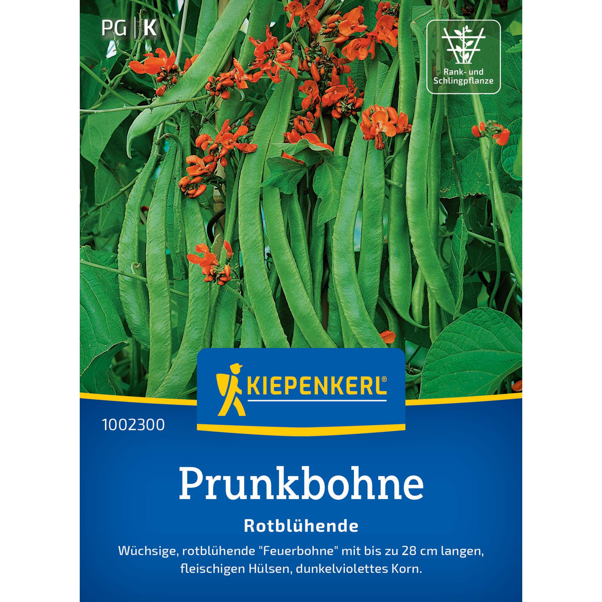 Prunkbohne 'Rotblühende'
