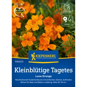 Kleinblütige Tagetes 'Luna Orange'