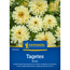 Tagetes 'Arctic'