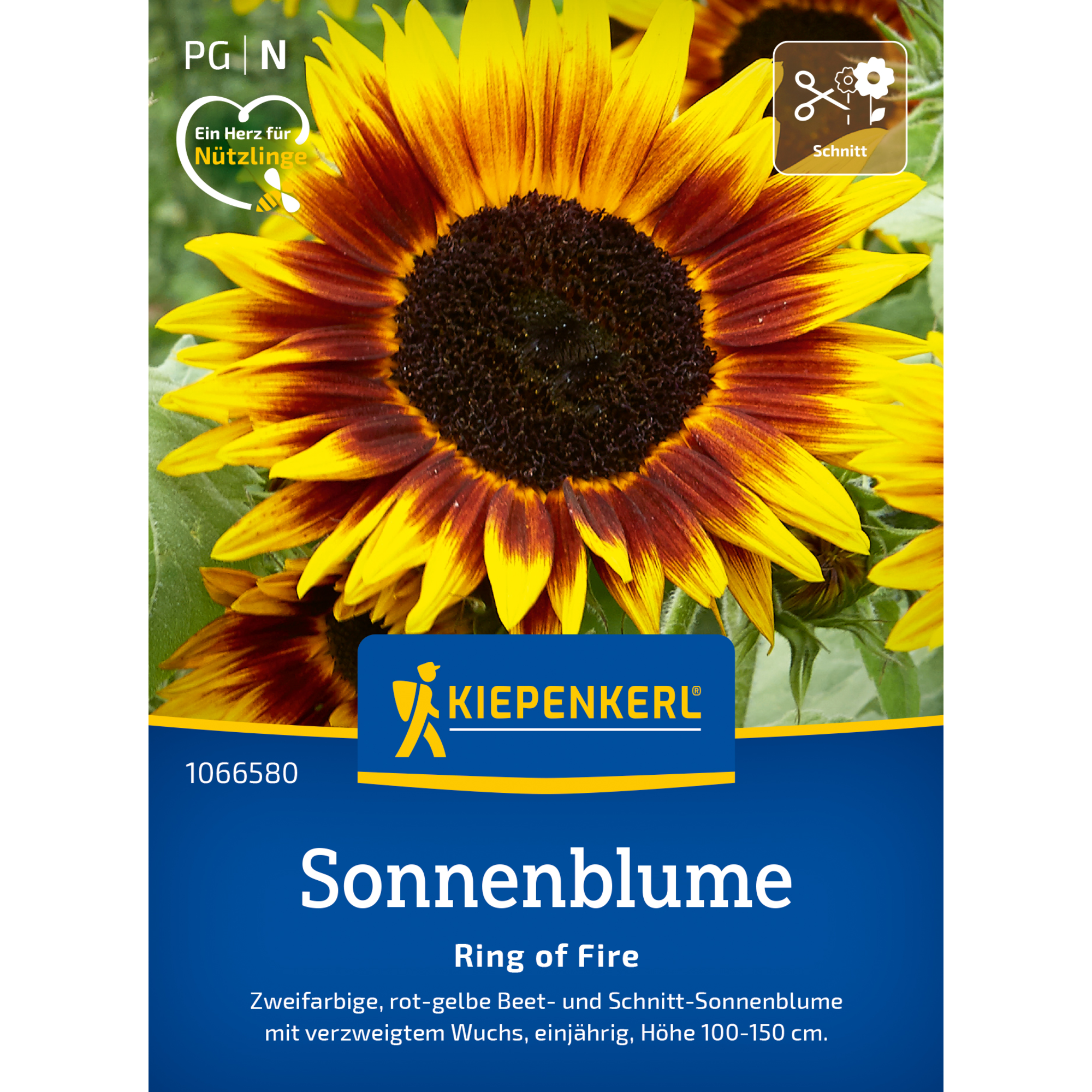 Sonnenblume 'Ring of Fire'