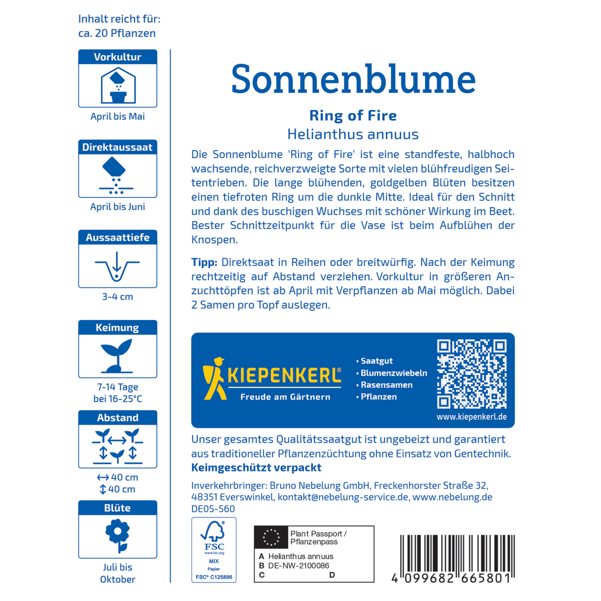 Sonnenblume 'Ring of Fire'