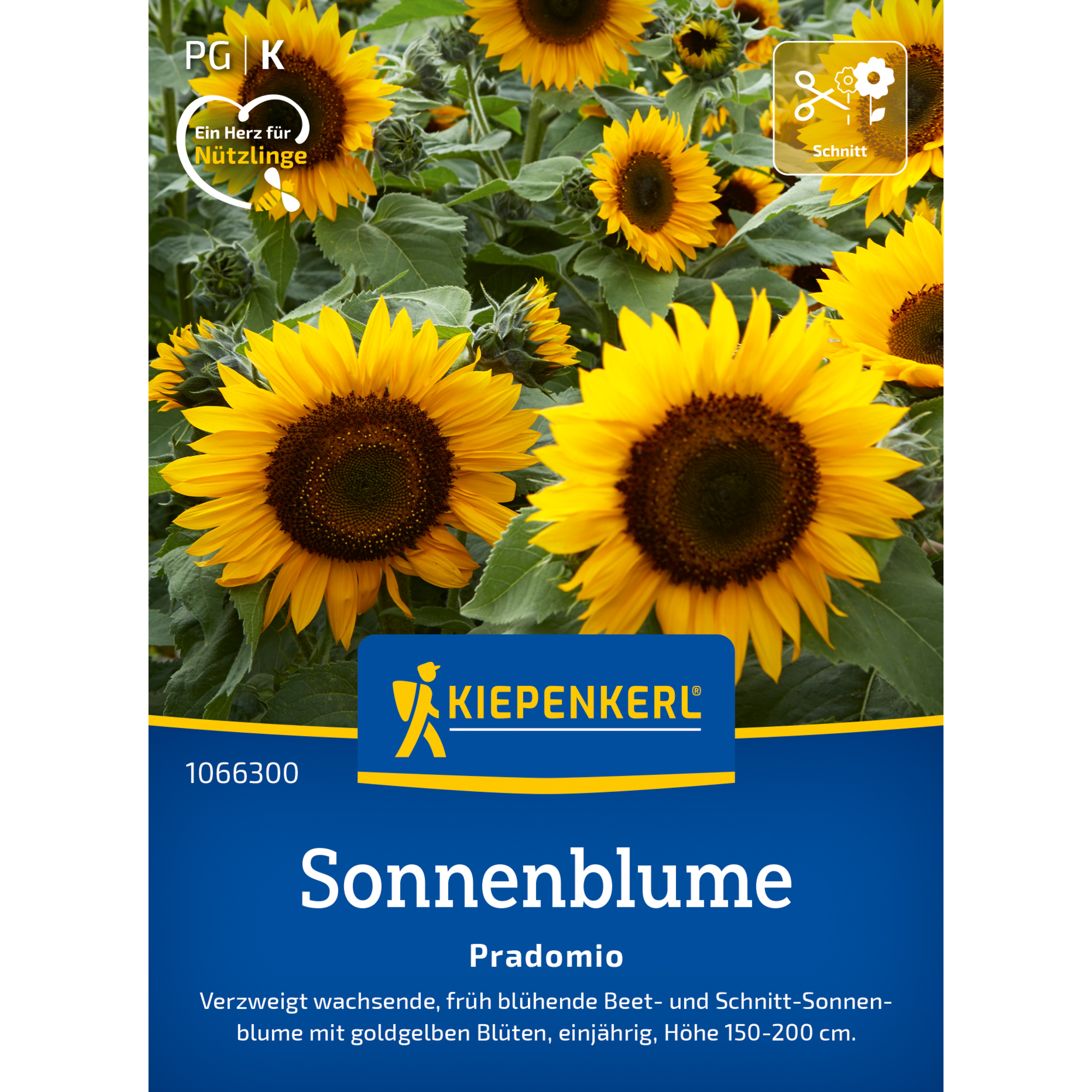 Sonnenblume 'Pradomio'