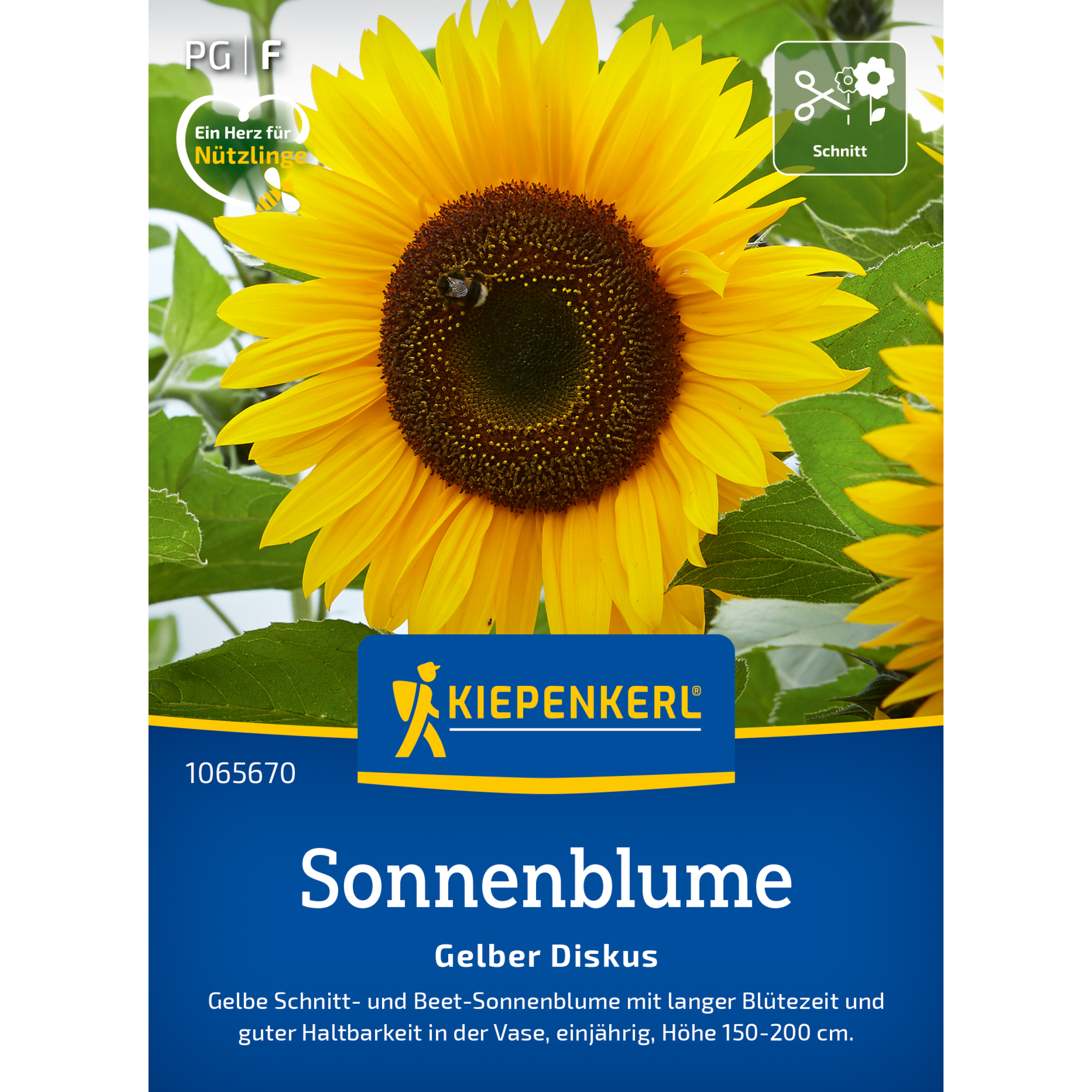 Sonnenblume 'Gelber Diskus'