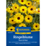 Ringelblume 'Touch Of Red'
