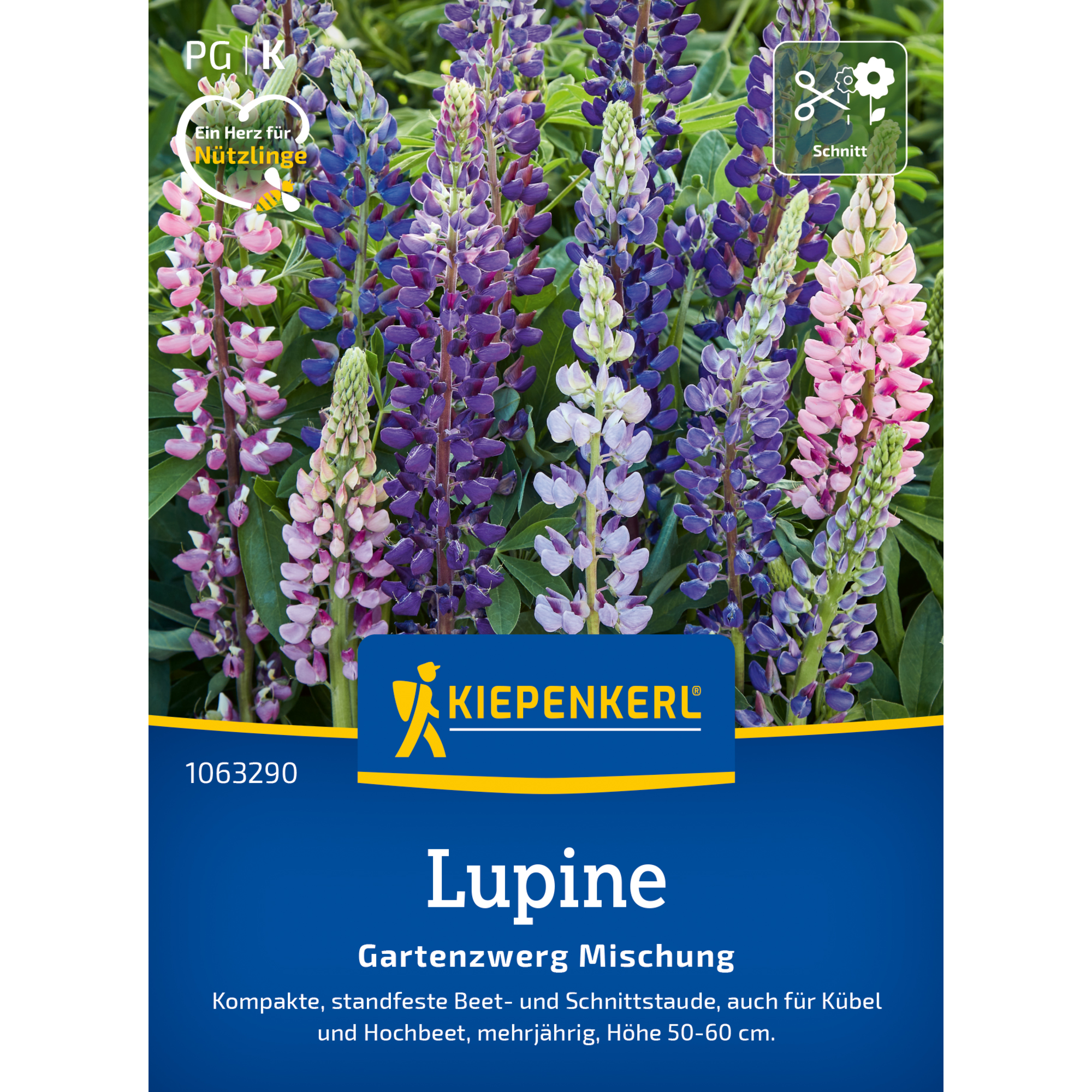 Lupine 'Gartenzwerg Mischung'